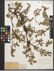 Foto von Salix retusa L.